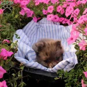 Angel, Pomeranian Puppy